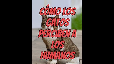 Como los gatos perciben a los humanos
