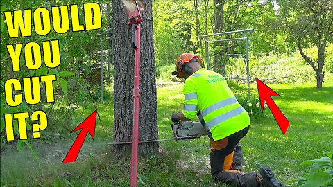 Felling a Huge Pine Tree in a Yard With Nowhere to Miss – Would You Try This?