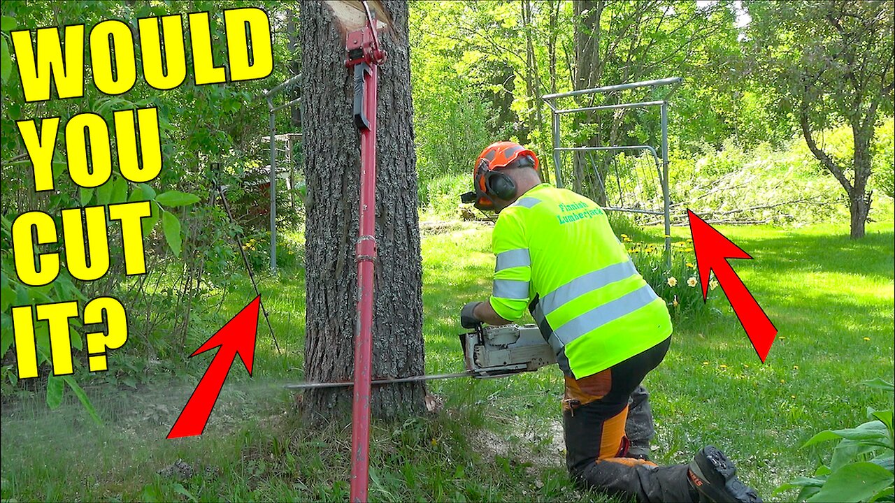 Felling a Huge Pine Tree in a Yard With Nowhere to Miss – Would You Try This?