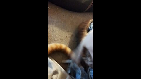 Biting the cats tail