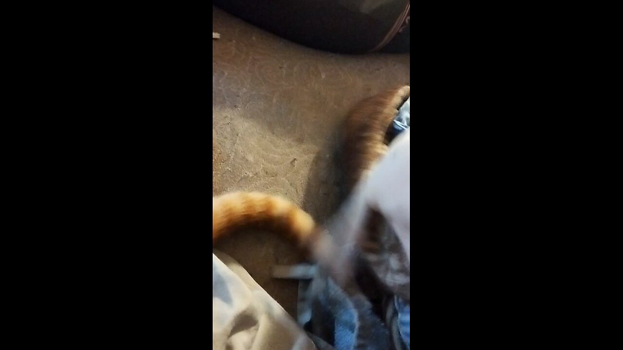 Biting the cats tail