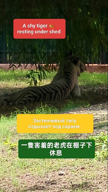 A powerful symbol of strength and serene beauty in the wild. #TigerResting #WildlifeIndia