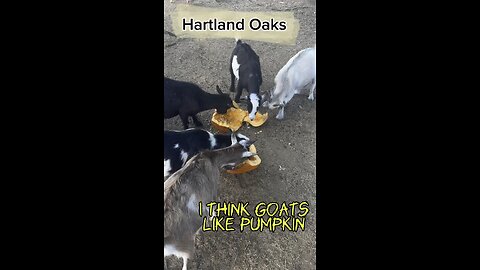 Do goats like pumpkins?