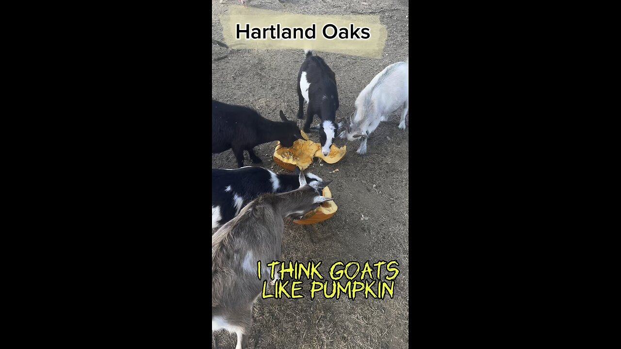 Do goats like pumpkins?