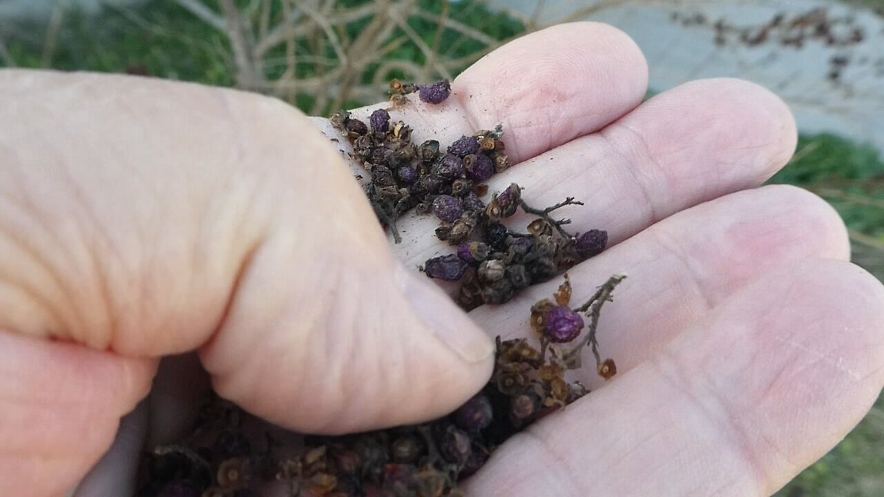 Herbs fresh from the garden