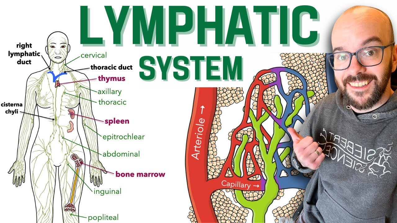 Lymphatic System