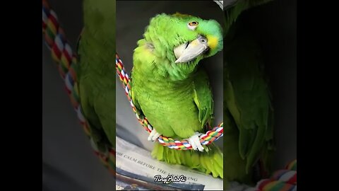 funny animals
