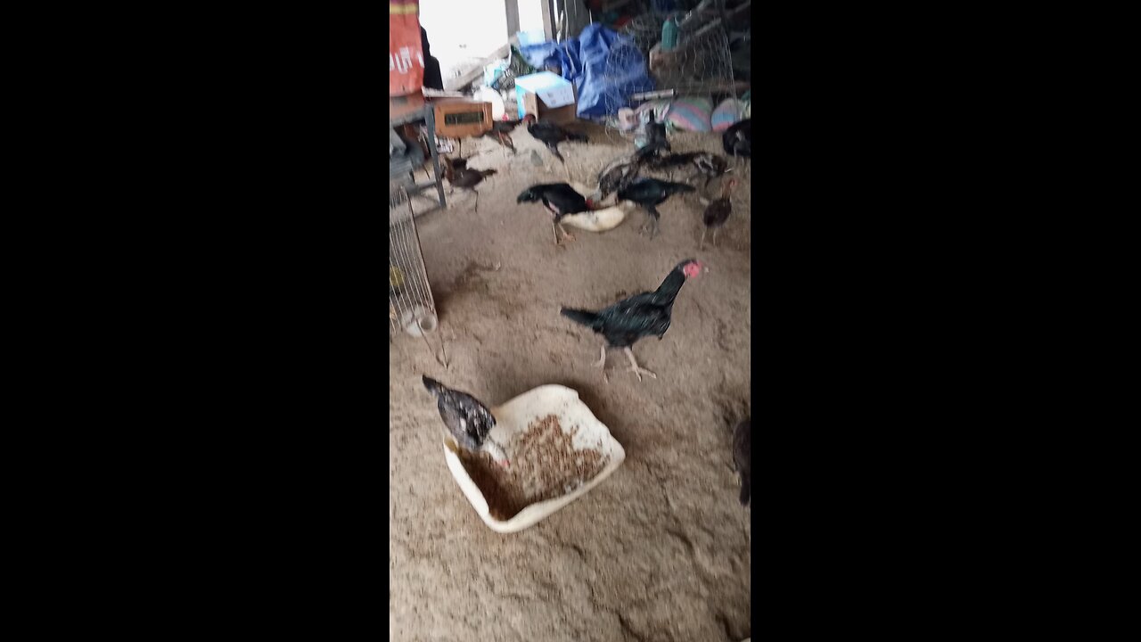 Chicken 🐔🐔🐔🐔