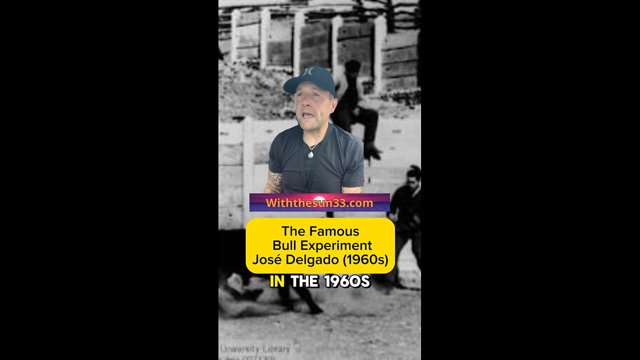 The famous 1960 bull experiment