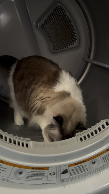 Dryer cat