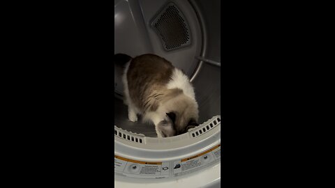 Dryer cat