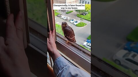 The falcon fell on a girl from the sky and she took him in