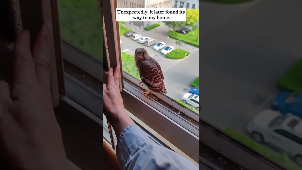 The falcon fell on a girl from the sky and she took him in