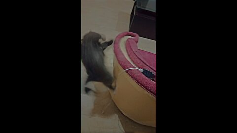 cat attack on my charger must watch these funny black cat video viral on internet