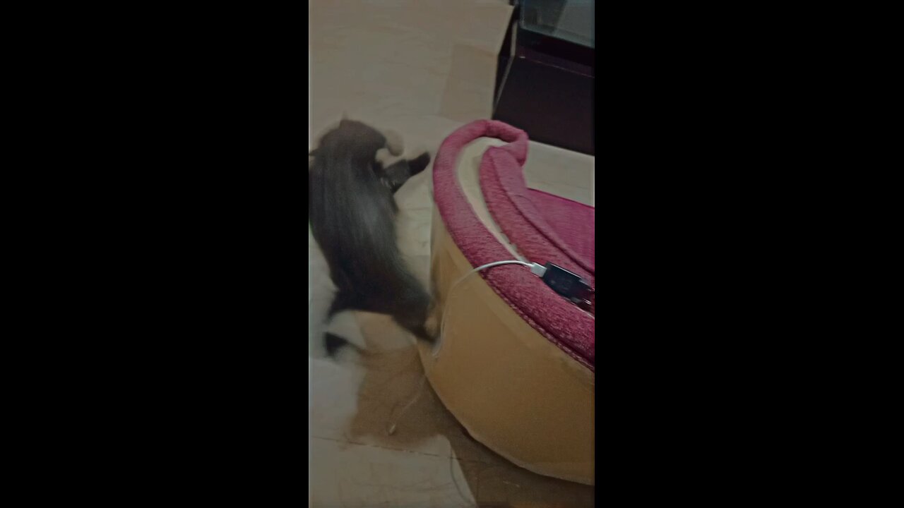 cat attack on my charger must watch these funny black cat video viral on internet