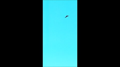 Hawk flying
