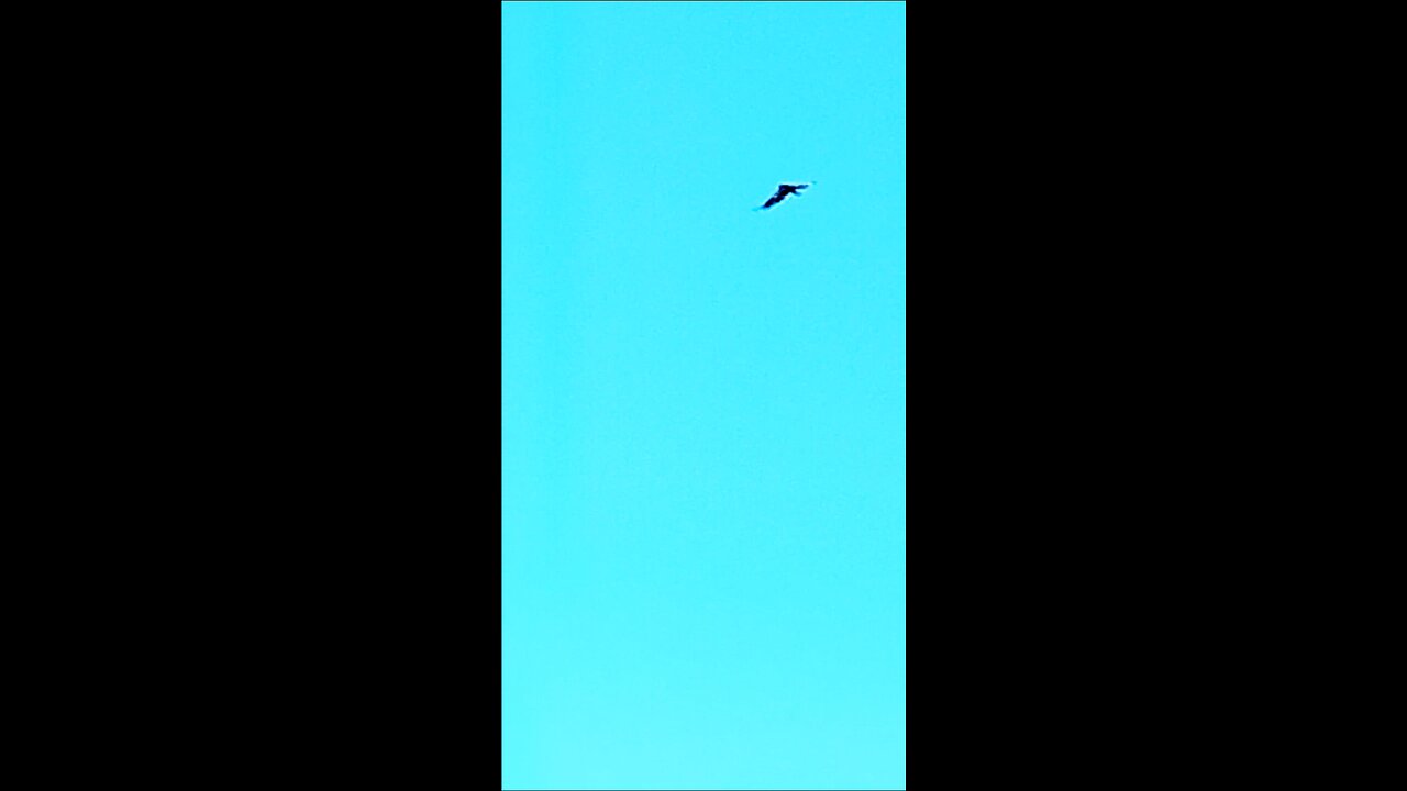 Hawk flying