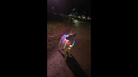 Dancing Dog Lights Up the Night! 🕺🐶✨"