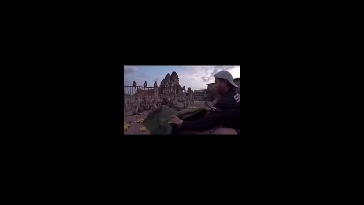 Monkey
