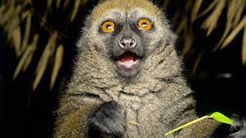 Funny Animals reactions