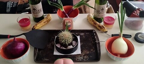 done for the day with my plant stuff. diy plants. Newbie