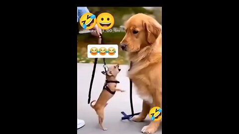 funny videos