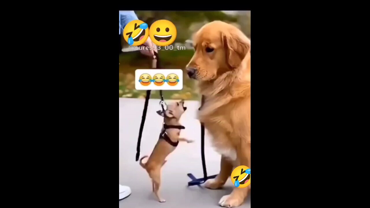 funny videos