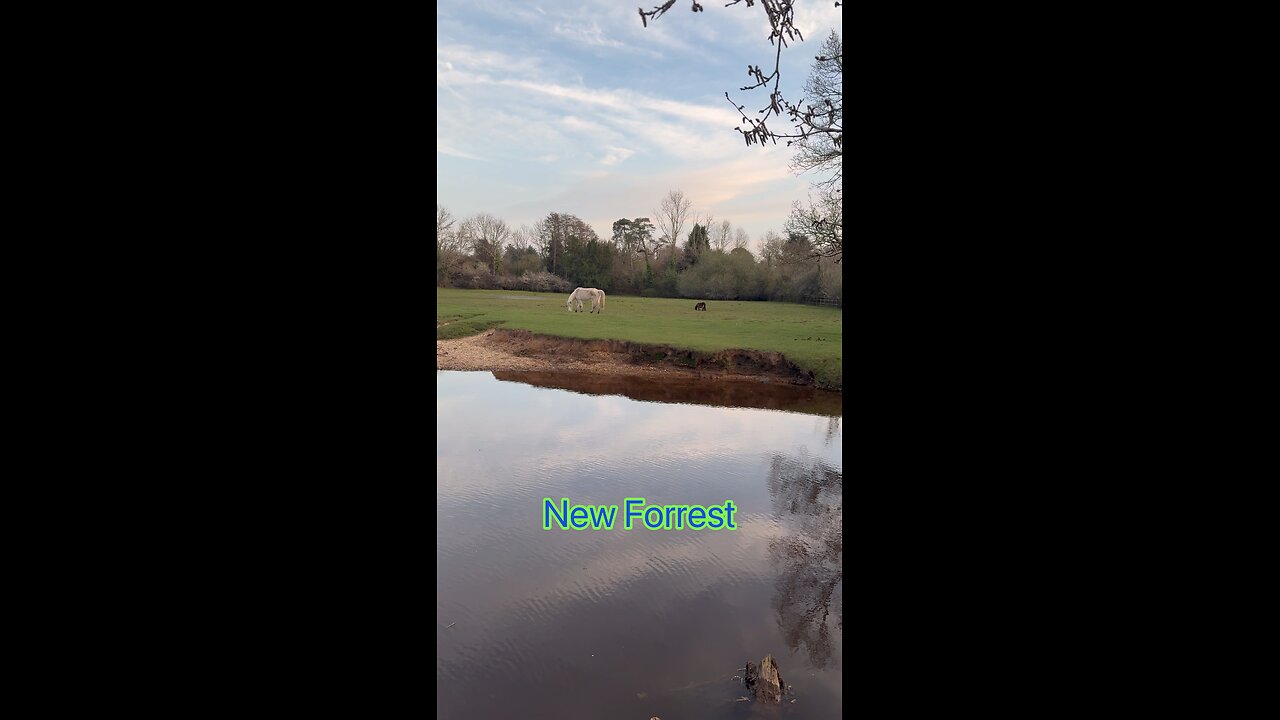 New Forrest Anglia