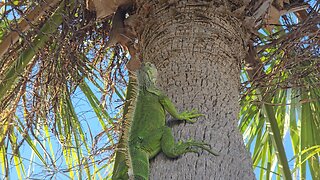 Key West Lizard Iguana
