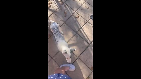 Dogs are gods angels