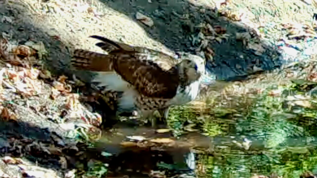 Hawk Drinking Water