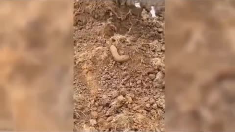 😱👻 What is That? Ghostly Toksa | TheHauntingHour