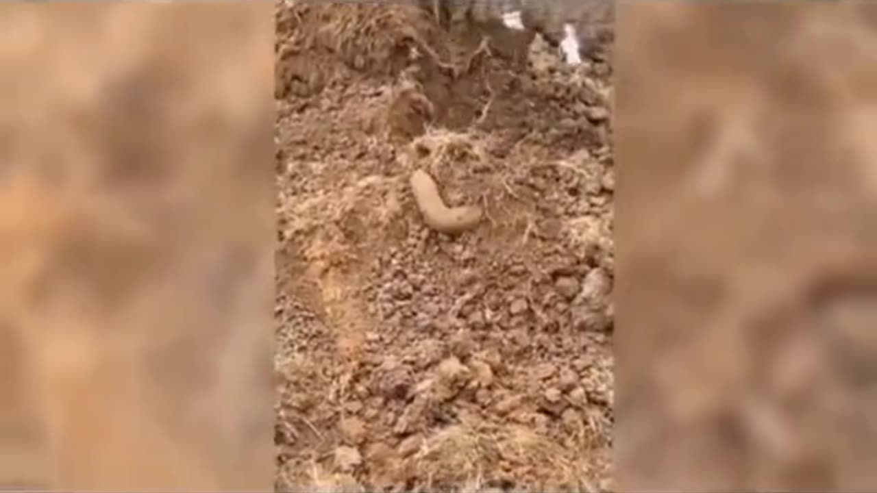 😱👻 What is That? Ghostly Toksa | TheHauntingHour