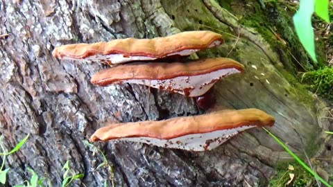 Mushrooms