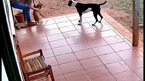 😱 Dogs save woman from jaguar attack 😱 #tiringa #memes #humor #comedy