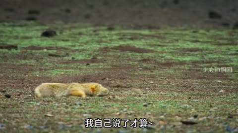 藏狐：你听听这解说词有多损！