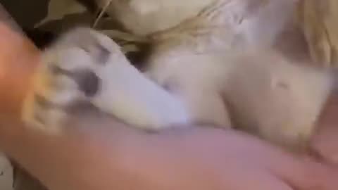 The man rescued an abandoned lion cub and took care of it for many years