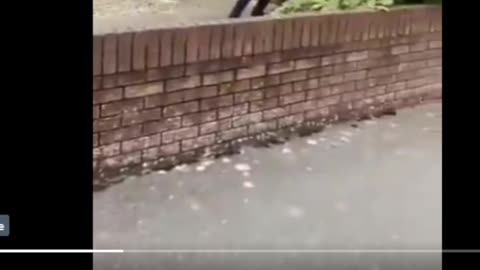 Garda get called racist for arresting Migrant