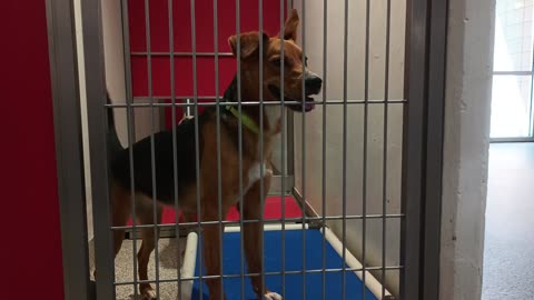 Daisy-Mae-right-lounge on bed 11mos A864378 Leo-left-leader-busy kennel 191 PACC shelter20250706_705