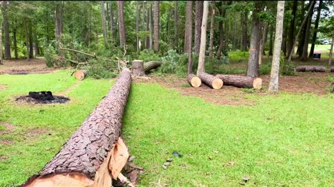 Slowly removing tall pine trees