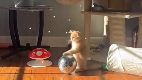 Cat Party