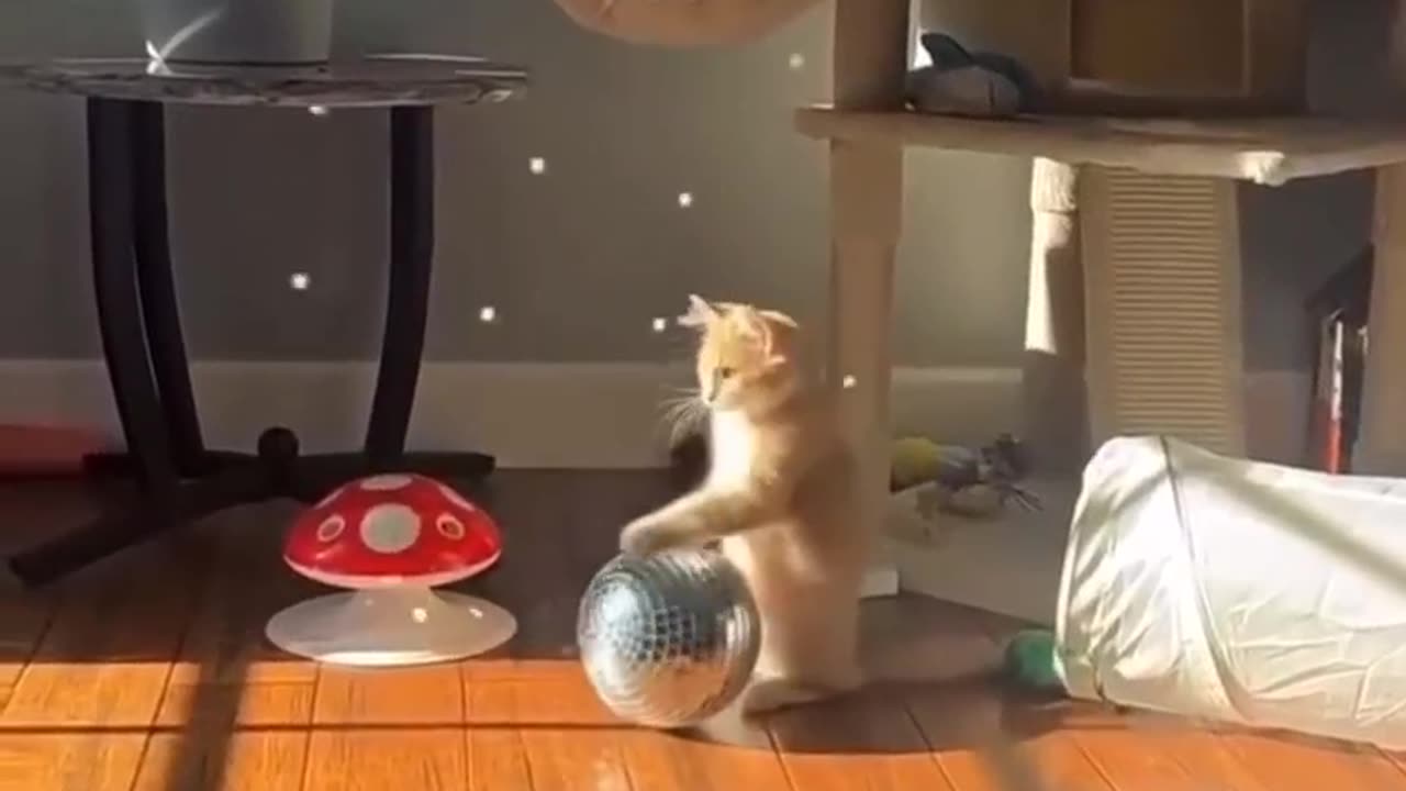 Cat Party