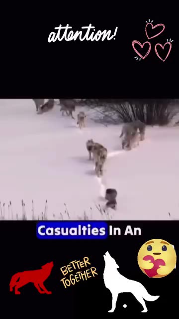 This is the way the wolf pack works