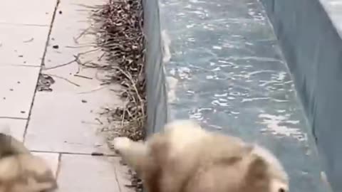 Funny Animal Videos