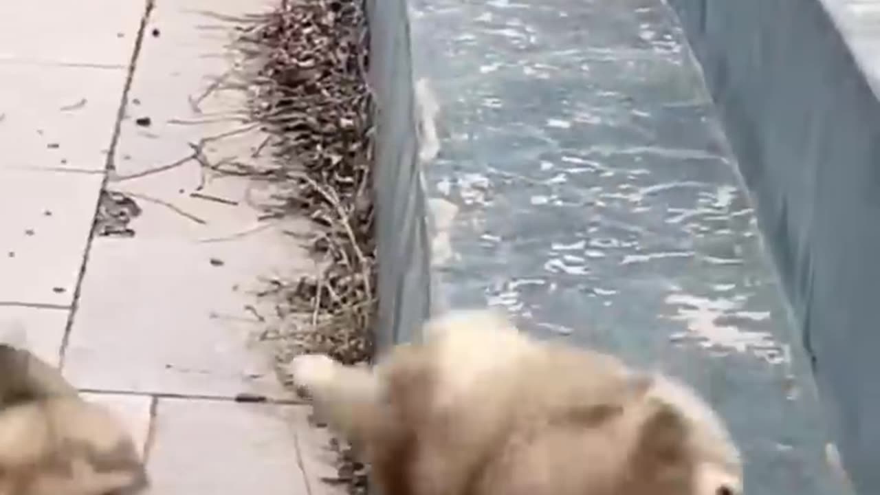 Funny Animal Videos
