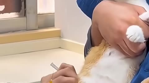 This Cat’s Reaction to the Vet Is Priceless! 🐈🌹💐#cat #cutecat #adoreble #funny