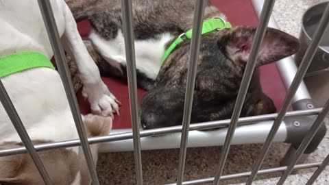 Tyre-brindle-just wants loving 1y A873358Winnie@lite 2y A867482 kennel 113 PACC shelter20250819819