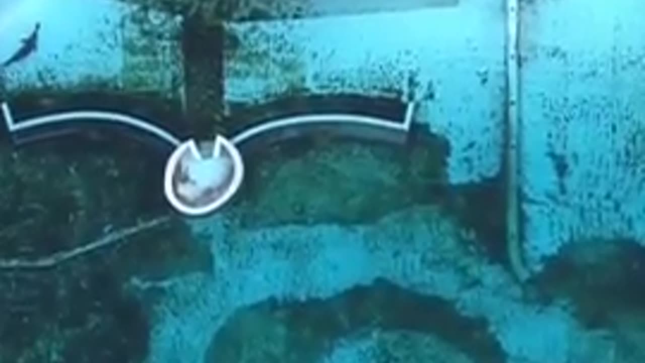 The last two captive orcas in France are trapped in a closed and deteriorating marine park