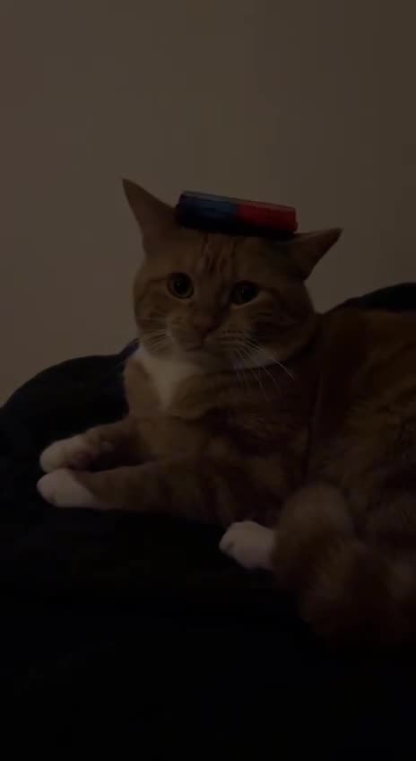 Undercover police 🤣