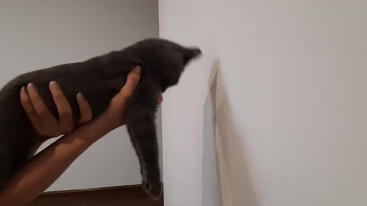 Very Smart Cat - IQ Challenge!
